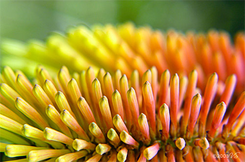 Botanical Photography
