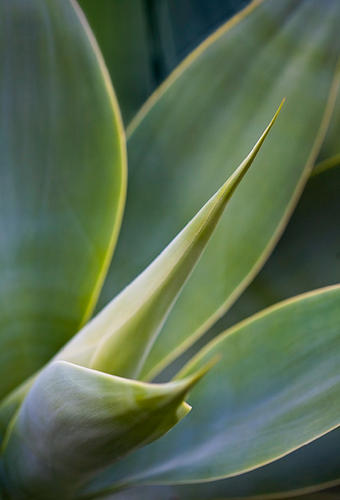 AGAVE ATTENUATA, Foxtail Agave, No. 4