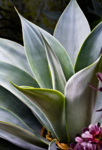 AGAVE ATTENUATA, Foxtail Agave, No. 6