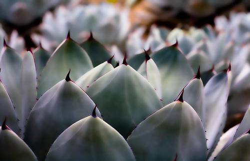 AGAVE PARRYI - Parry's Agave, No. 8