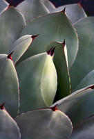 AGAVE PARRYI - Parry's Agave, No. 1