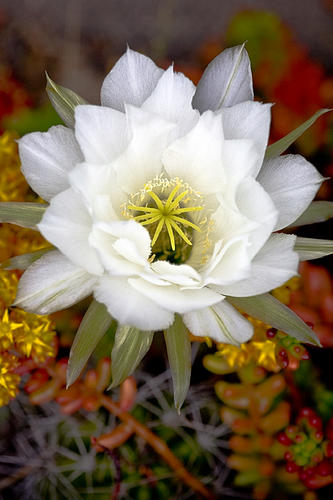 White Cactus Flower