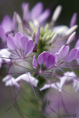 CLEOME HASSLERIANA, Spider Flower, No. 1