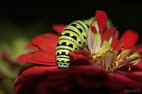 PAPILIO POLYXENES, Black Swallowtail Caterpillar