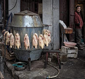 Goose Man, Shanghai