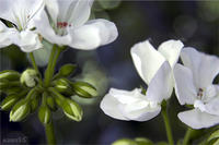 WHITE GERANIUMS, No. 1