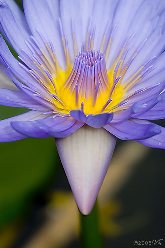 NYMPHAEA, Tropical Water Lily, No. 2