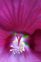 HIBISCUS MOSCHEUTOS, Ruby Rose Mallow, No. 2