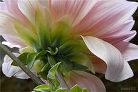 PINK DAHLIA, No. 1