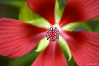 HIBISCUS COCCINEUS, Texas Star Hibiscus, No.1