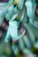 STRONGYLODON MACROBOTRYS, Jade Vine, No. 1