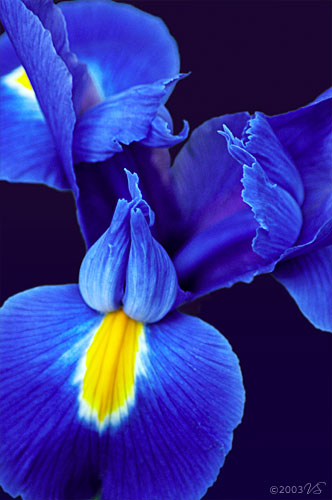 IRIS HOLLANDICA, Dutch Iris, No. 1