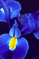 IRIS HOLLANDICA, Dutch Iris, No. 1