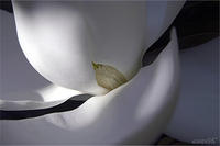 SHADED MAGNOLIA , No. 3