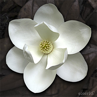 MAGNOLIA RONDEL, No. 1