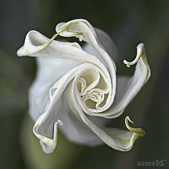 DATURA INOXIA, Angel's Trumpet, No. 1