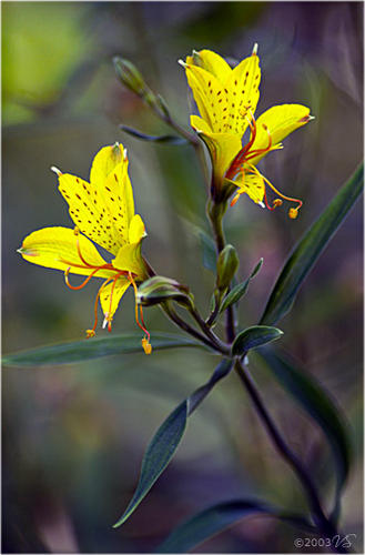 Yellow Lilies